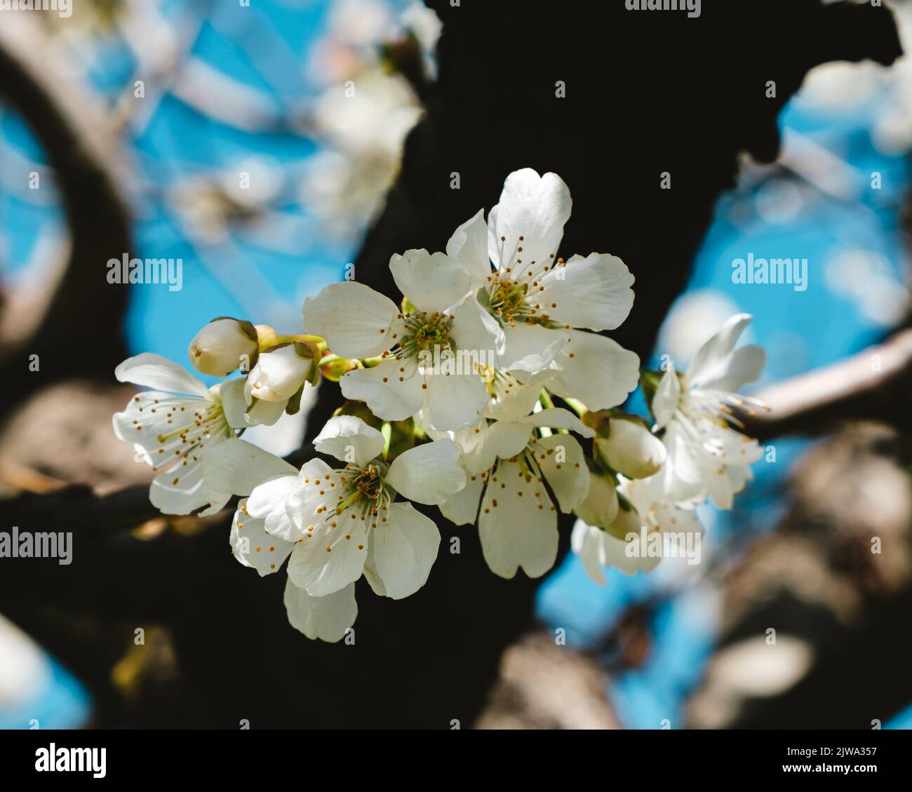 Blüte eines Kirschbaums Stockfoto