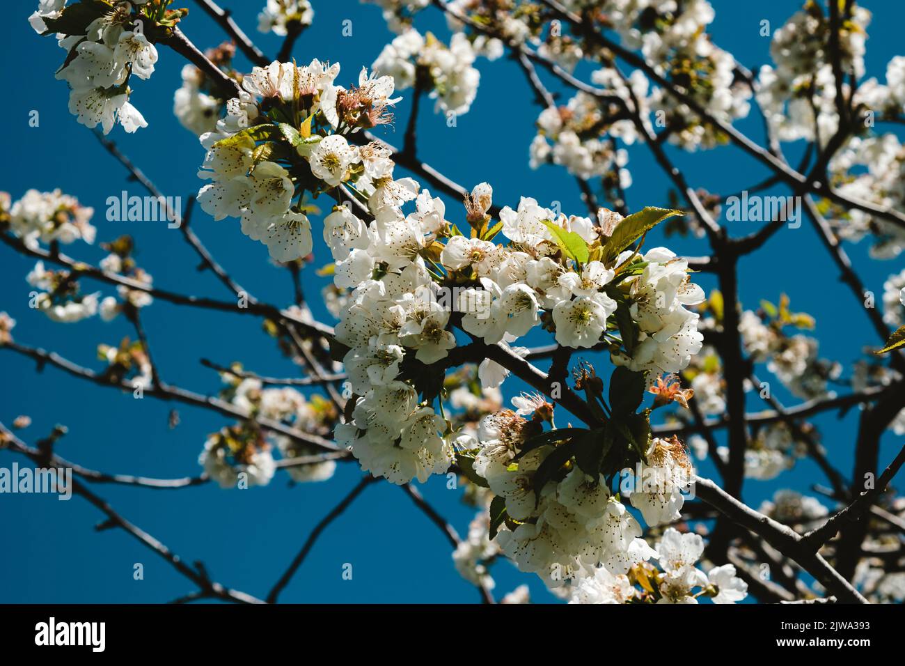 Blüte eines Kirschbaums Stockfoto