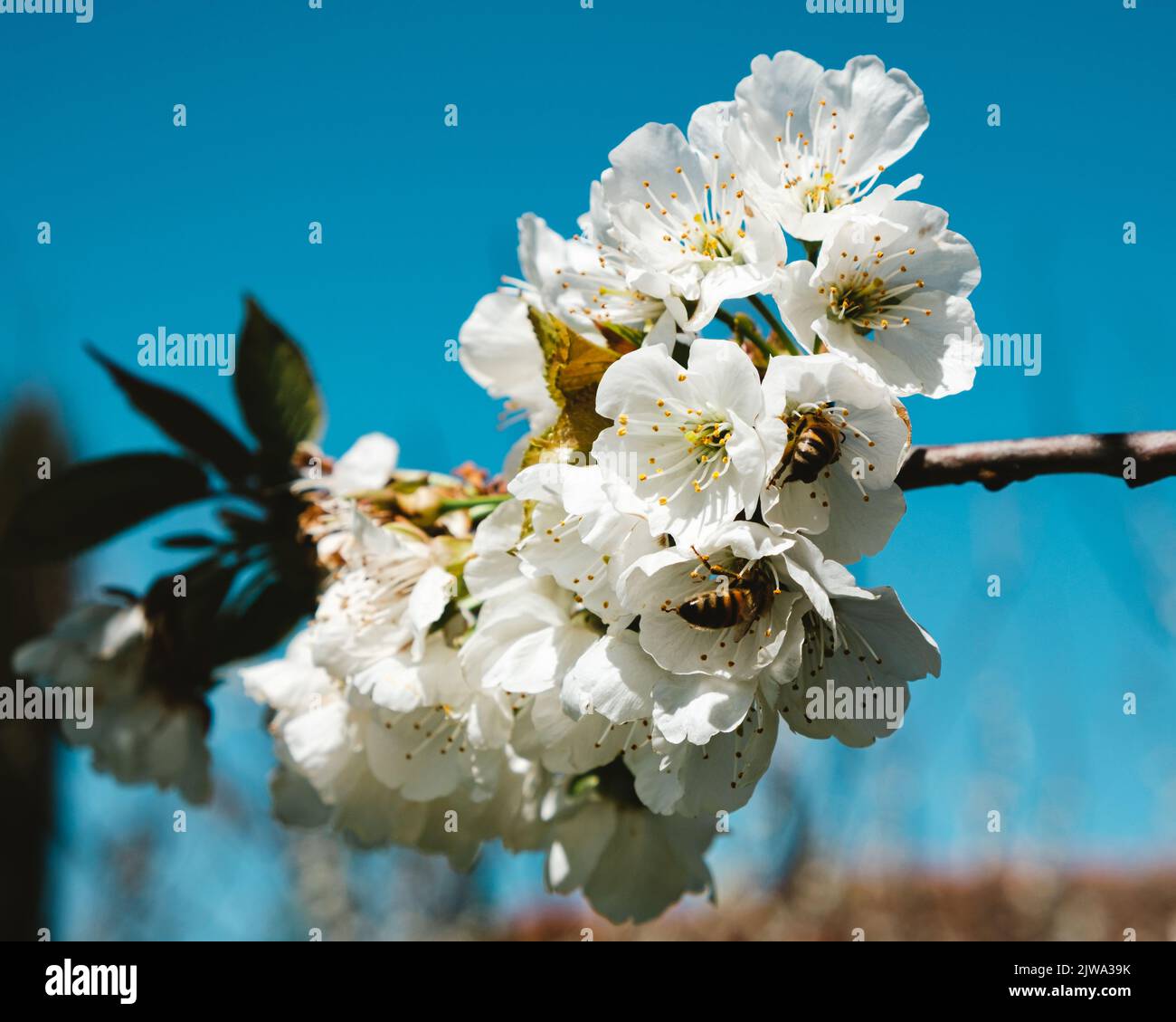 Blüte eines Kirschbaums Stockfoto