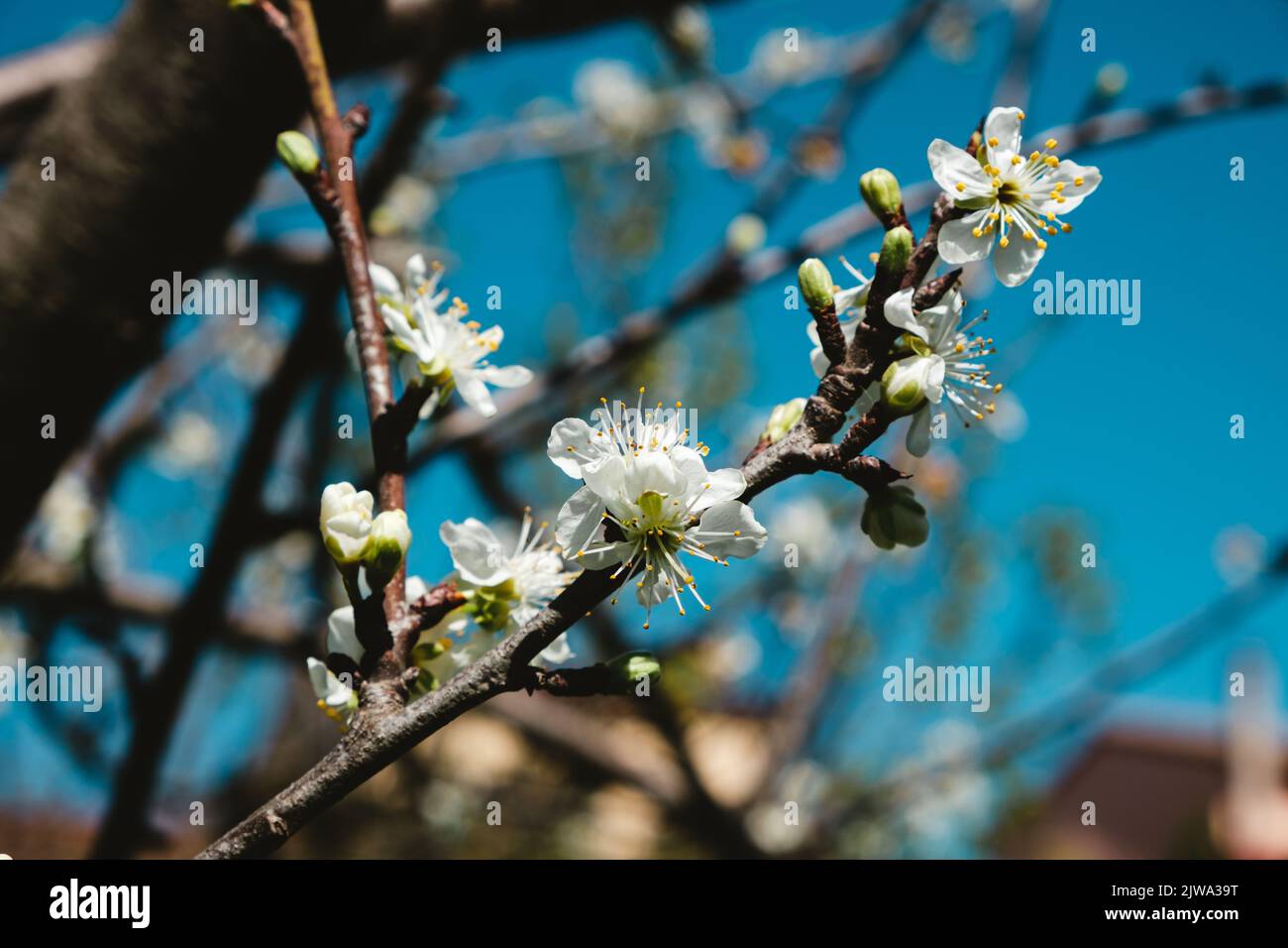 Blüte eines Kirschbaums Stockfoto