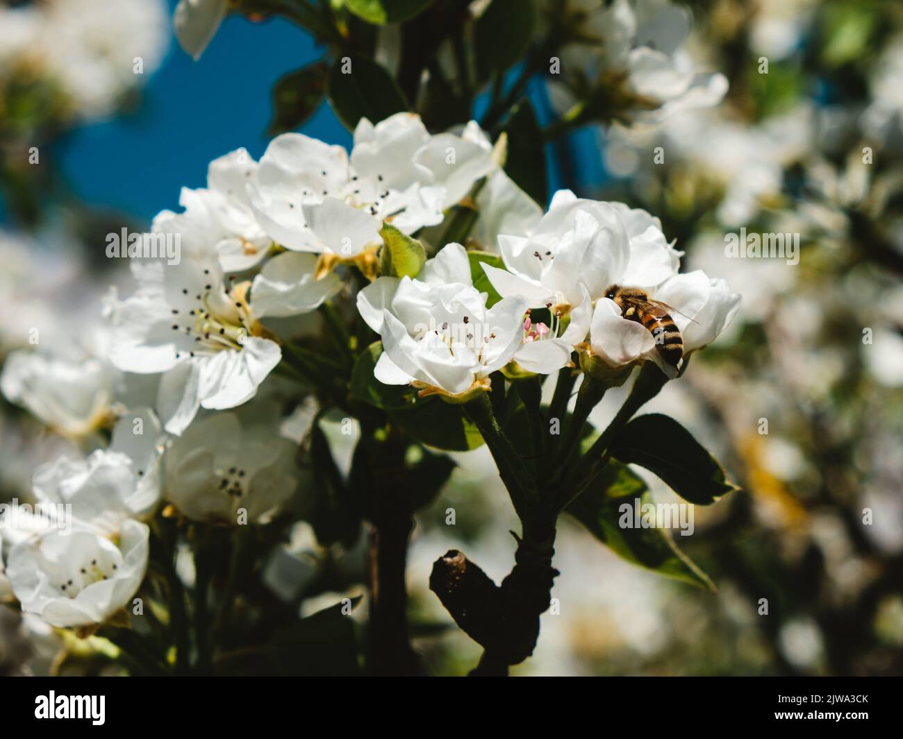 Blüte eines Kirschbaums Stockfoto