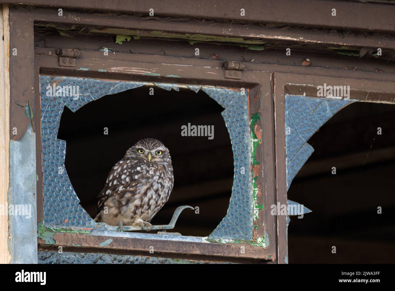 Die kleine Eule Athene noctua starrt aus einem kaputten Fenster auf einer alten RAF-Basis in North Norfolk, Großbritannien Stockfoto
