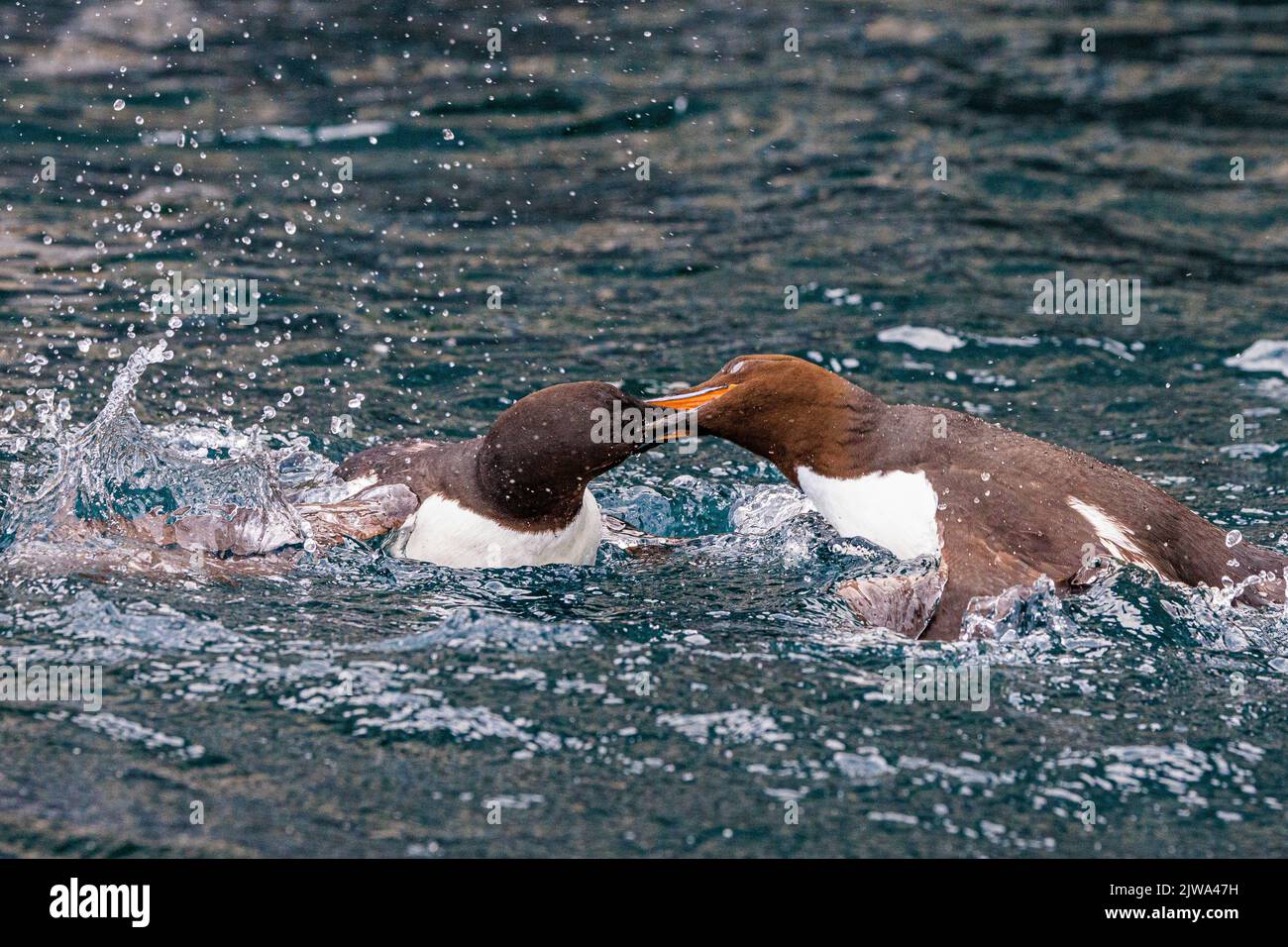 Zwei Brunnich-Guillemots kämpfen wie wütende Vögel, die im ruhigen Meer unter den riesigen Klippen am alkefjellet plantschen Stockfoto