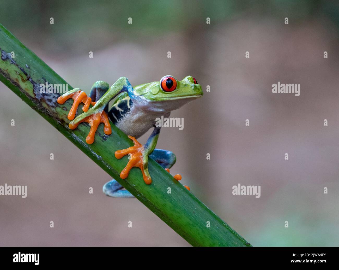 Rot-grüner Baumfrosch posiert rechts und zeigt seine hellgrünen Füße Stockfoto