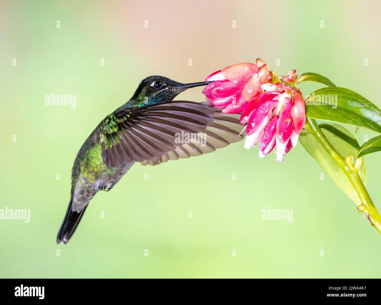 Einzelnes Lesser Violet-Ohr oder Bergviolett-Ohr mit Flügeln nach vorne Stockfoto