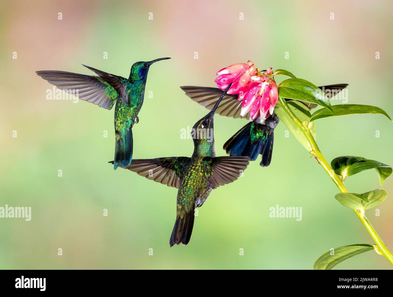 Drei kleine Violett-Ohr- oder Bergviolett-Ohr kämpfen um den Nektar der Blume Stockfoto