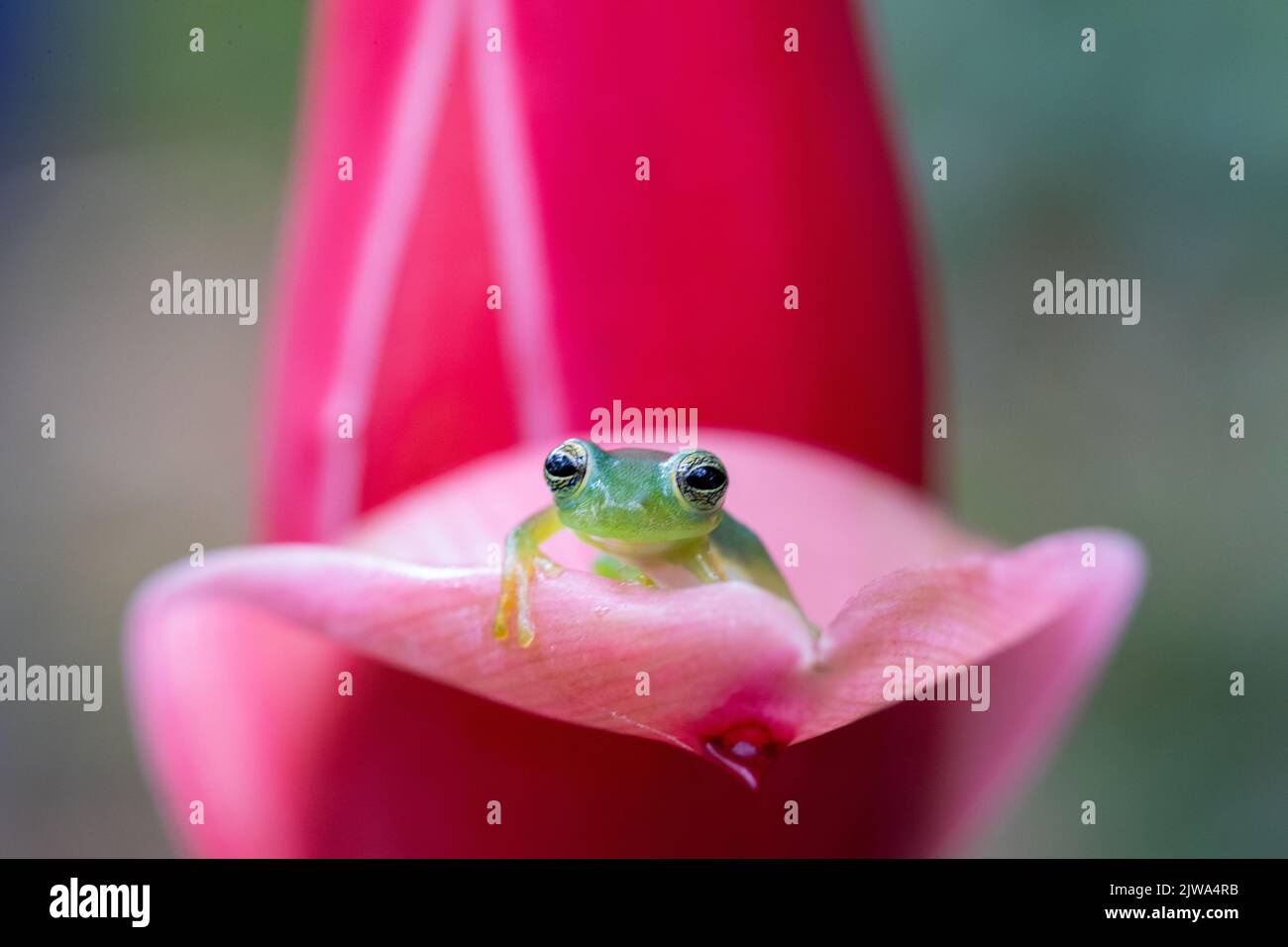 Der winzige Spiny-Glasfrosch sitzt im pinkfarbenen Pedal Stockfoto