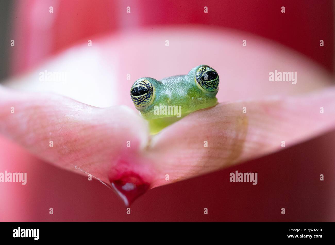 Sehr zierlicher Spiney-Glas-Baumfrosch Stockfoto