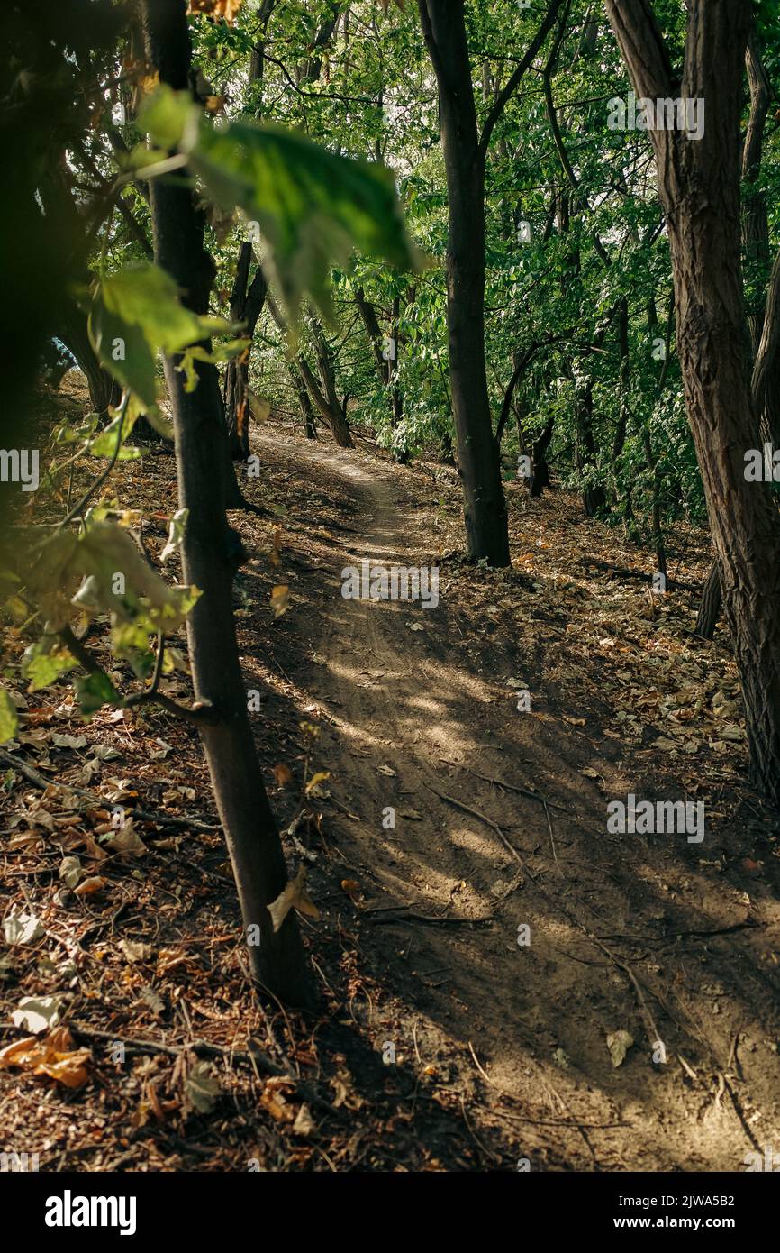 Singletrack-Trail während einer Radtour mit Schotterpisten auf einer Waldbesteigung Stockfoto