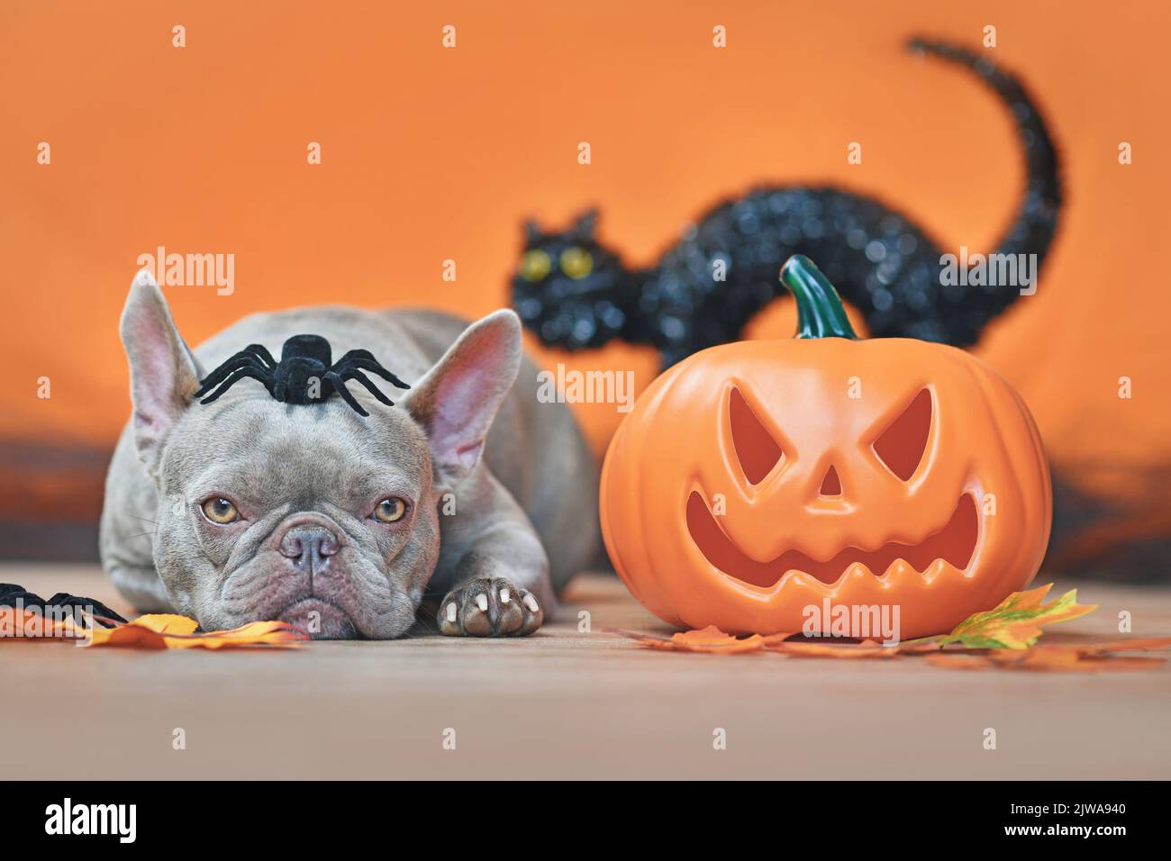 Halloween französischer Bulldogge Hund mit geschnitztem Kürbis, Herbstblättern, Spinne auf dem Kopf und schwarzer Katze auf orangefarbenem Hintergrund Stockfoto