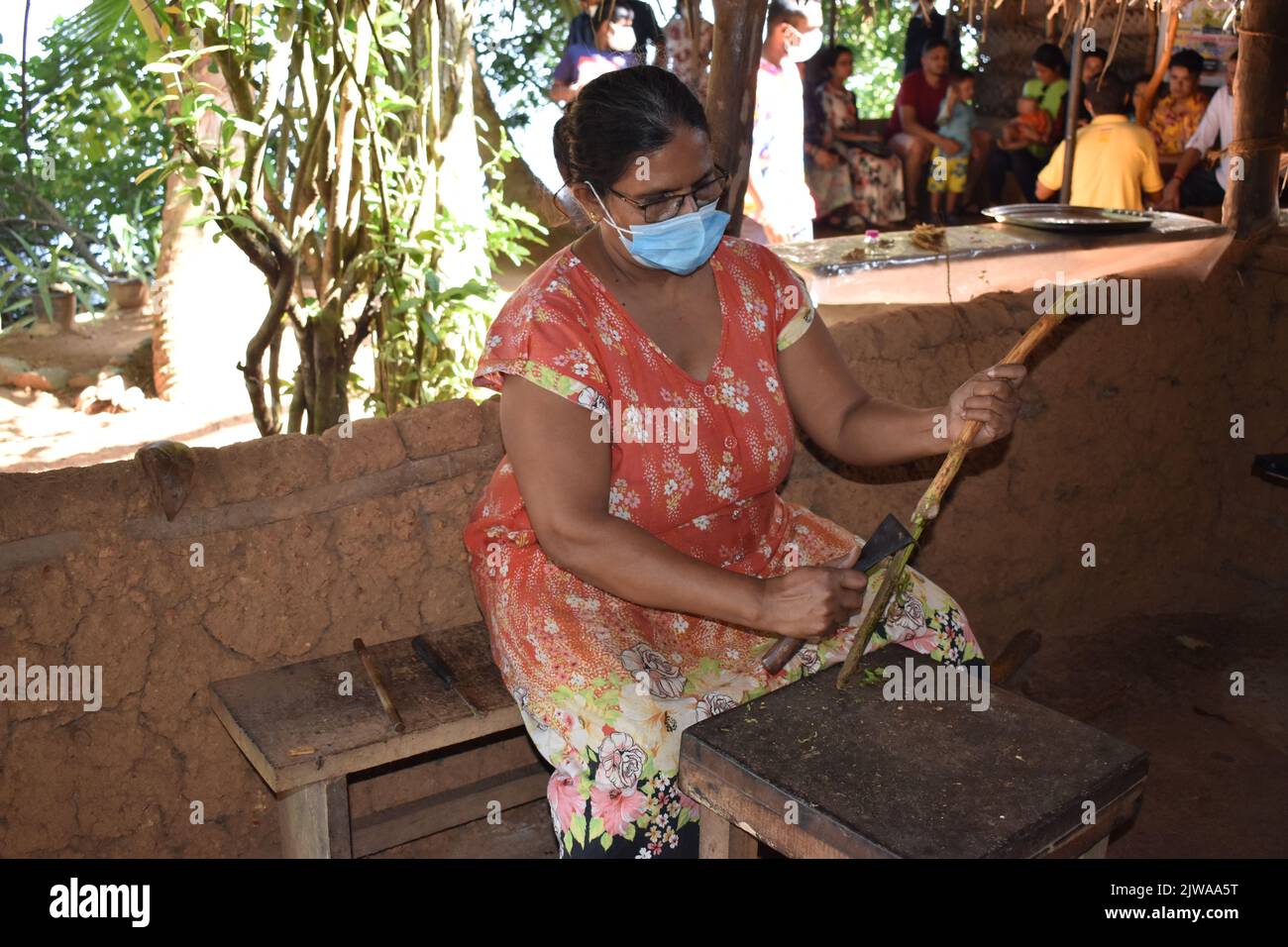 Cinnamon Islet liegt auf dem Madhu Ganga liegt im Süden von Sri Lanka. Die Insel wird von der Familie des Zimt-Züchters G. H. Premadasa bewohnt, der den Besuchern freundlicherweise erklärt, wie man Zimt für die Herstellung von Zimtöl schälen kann. Hier können die Menschen einen Zimt-Mischtee genießen und Zimt von höchster Qualität kaufen. Zimt ist ein Gewürz, das aus der inneren Rinde des tropischen Cinnamomum-Baumes stammt, als gerollte Knüppel (Zimtstangen) verkauft oder zu einem feinen Pulver gemahlen wird. Sri Lanka. Stockfoto