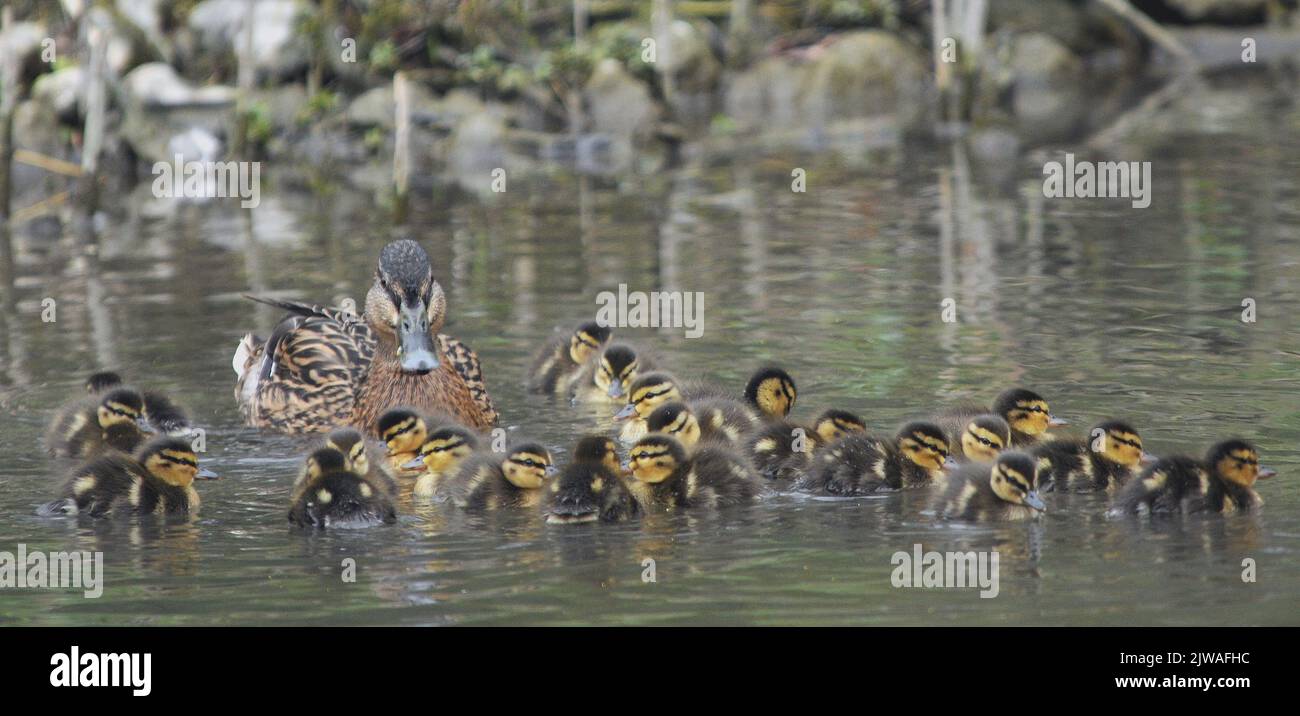 EINE MALLARDISCHE ENTE STEHT IN DER SCHLANGE, UM EINEN PLATZ IN DEN REKORDBÜCHERN ZU FINDEN, NACHDEM SIE EINE MONSTERBRUT VON 24 ENTEN IM WILDGEFLÜGEL- UND FEUCHTGEBIET TRUSTARUNDEL, WEST SUSSEX, PRODUZIERT HAT. DEN AKTUELLEN WELTREKORD HÄLT EINE BRUT VON 21 ENTCHEN VON HAZELBURY IN DORSET. DIE VERDUTZTE MUTTER LEGTE ANFANG MÄRZ BEI TEMPERATUREN UNTER NULL IHRE EIER ZU ZWEI DUTZEND BÜNDELN FLUSEN. DAS GRÖSSTE PROBLEM FÜR DIE VERDUTZTE MUTTER BESTEHT DARIN, PLATZ FÜR IHRE ZWEI DUTZEND BABYS ZU FINDEN, UM SICH UNTER IHREN FLÜGELN FÜR EINEN SCHLUMMER ZU KUSCHELN UND FÜR EINEN JUNGEN WAR SIE GERADE GENUG PLATZ. PIC MIKE WALKER, MIKE WALKER BILDER ,2013 Stockfoto