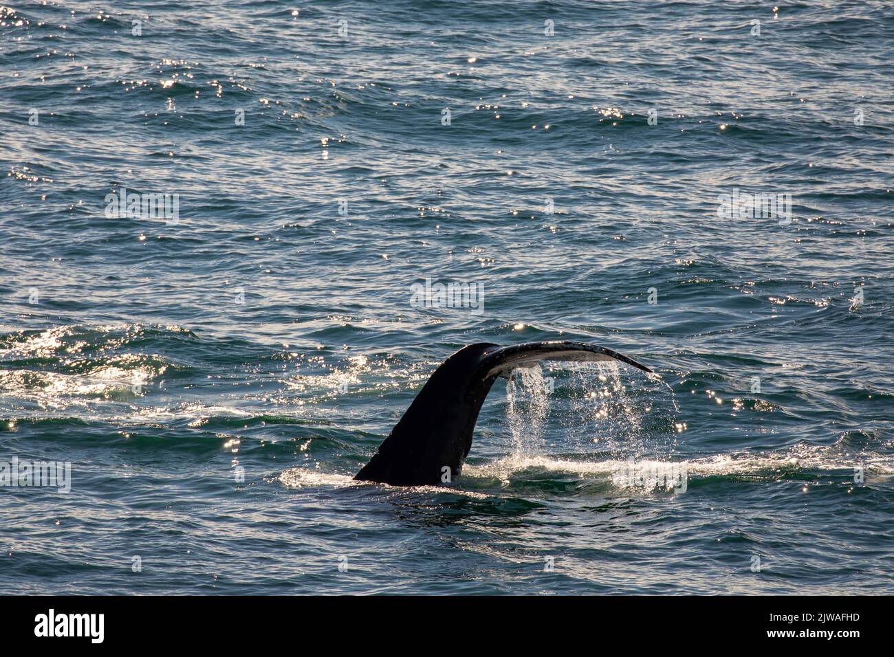 Schwänze von Buckelwalen vor der Küste Alaskas in der Chukchi-See. Stockfoto