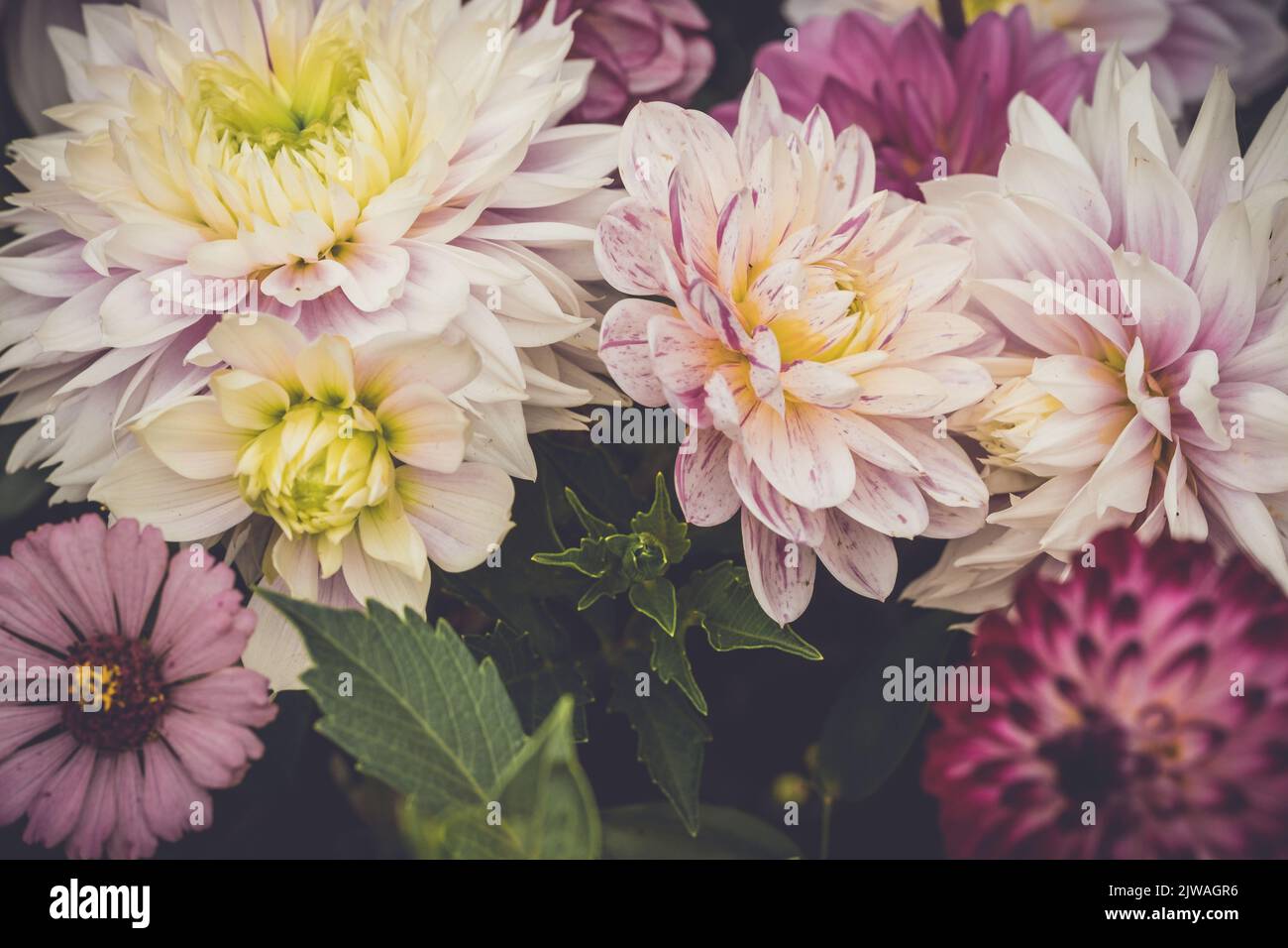 Ein Bouquet von saisonal cremig rosa Dahlien in voller Blüte. Stockfoto