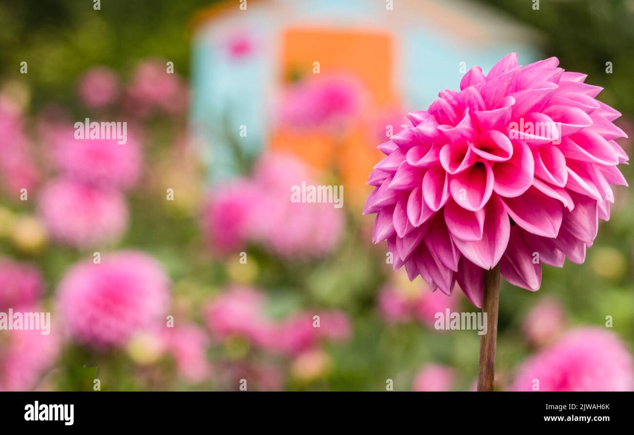 In der „Dahlia Beach“-Blumenfarm in Oxfordshire blüht saisonal ein lila/rosa Blütenpom aus Dahlien. Stockfoto