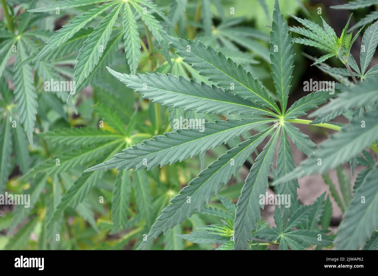 Grüne Marihuanablätter als Textur. Kann als natürlicher Hintergrund verwendet werden. Stockfoto