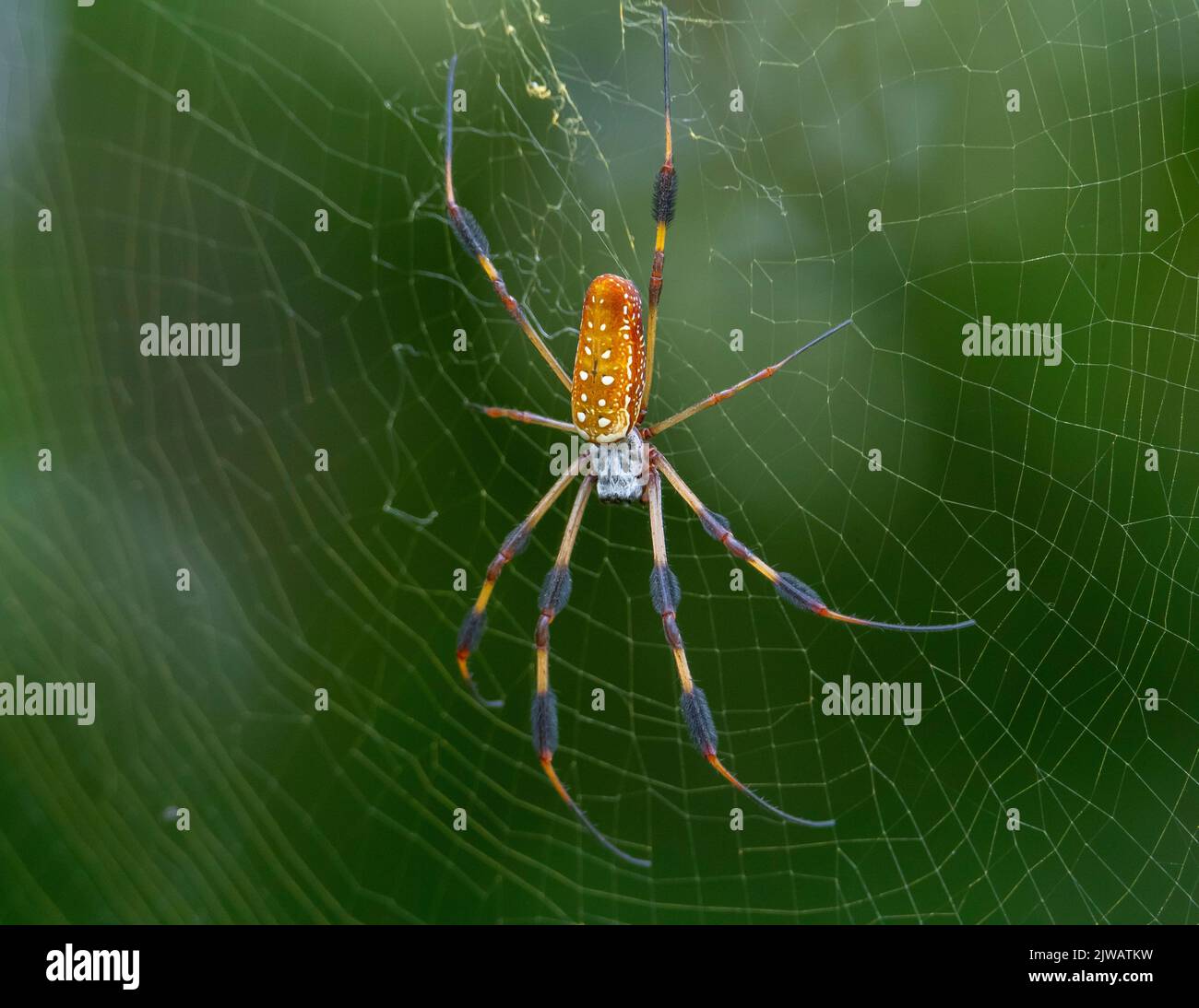 Gelbe Seidenspinne, die auf einem Netz sitzt und auf Beute wartet. Stockfoto