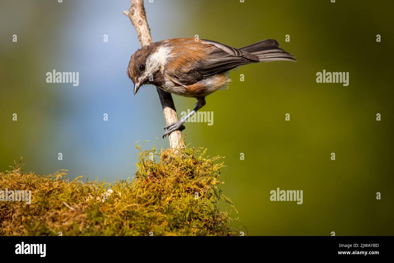 Ein kastanienroter Windhauch ' Poecile rufescens ' sucht im Wald nach Nahrung. Stockfoto