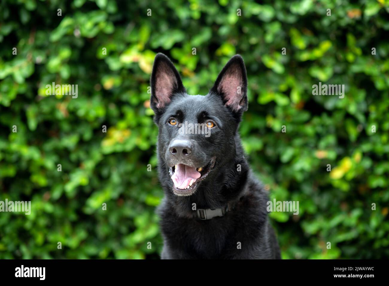 Schwarzer Deutscher Schäferhund, Arbeitslinie Schäferhund. Porträt eines schwarzen Hundes in einer städtischen Umgebung in der Stadt. Hund im Freien in einem Stadtzentrum in der Nähe von Geschäften. Stockfoto