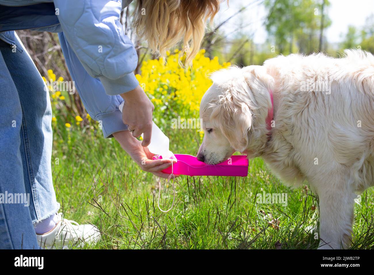 Durstiger Hund, der Wasser aus einer Plastikflasche in den Händen des Besitzers trinkt, Nahaufnahme Stockfoto