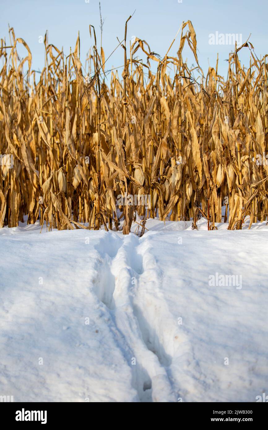 Weißschwanzhirsche Spuren im Wisconsin Schnee kommen aus einem Maisfeld, vertikal Stockfoto