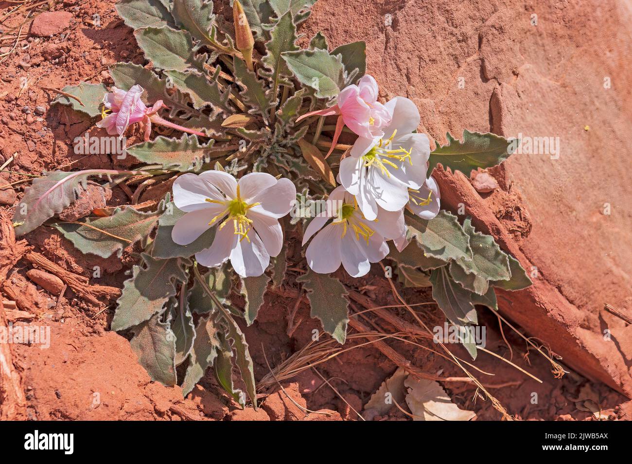 Pale Evening Primrose blüht in der Wüste im Capitol Reef National Park in Utah Stockfoto