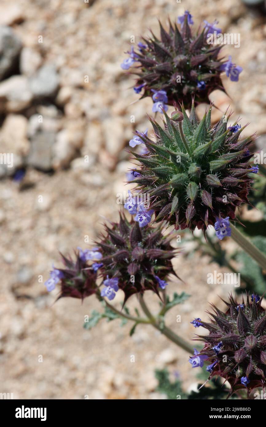 Blau blühende Cymosekopfblüten von Chia, Salvia Columbariae, Lamiaceae, einheimischem einjährigen Kraut in der Pinto Basin Desert, Frühling. Stockfoto