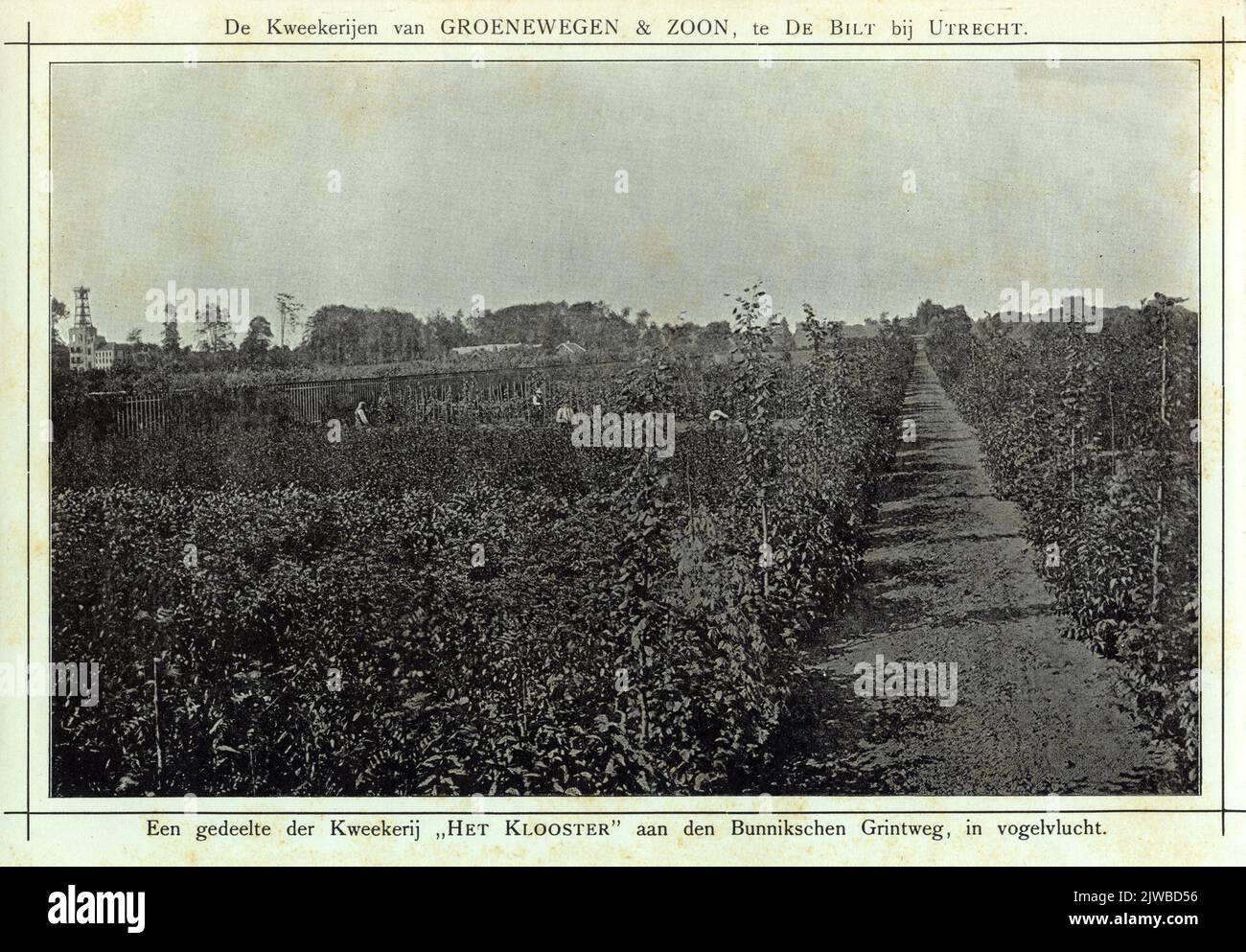 Blick auf einen Teil der Baumschule das Kloster des FA Groenewegen & Son (Bunnikseweg) in De Bilt. Stockfoto