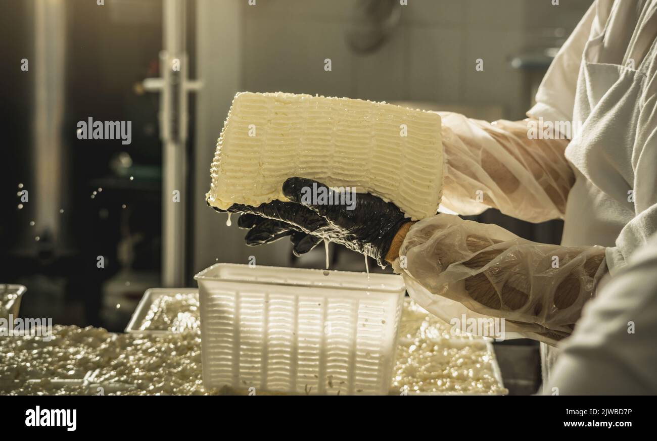 Der Prozess der Herstellung verschiedener Käsesorten in der Industrie. Natürliche Milchkäse Herstellung als Unternehmen Stockfoto