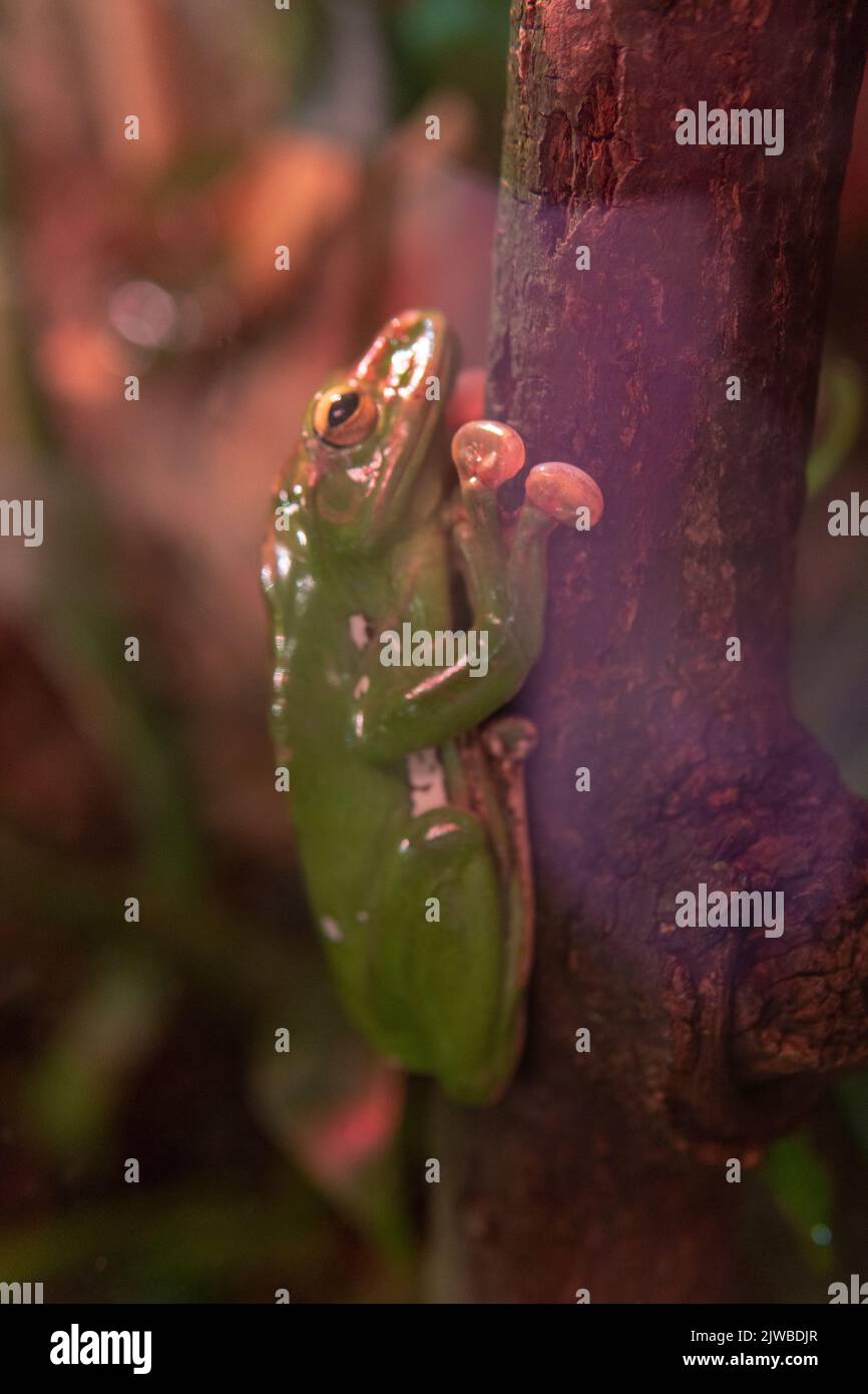 Frosch Tier Natur Tierwelt grün isoliert Illustration springen niedlich, Konzept Charakter glücklich für weiß für tropische Insekten, jungen Wald. Bilderrahmen l Stockfoto