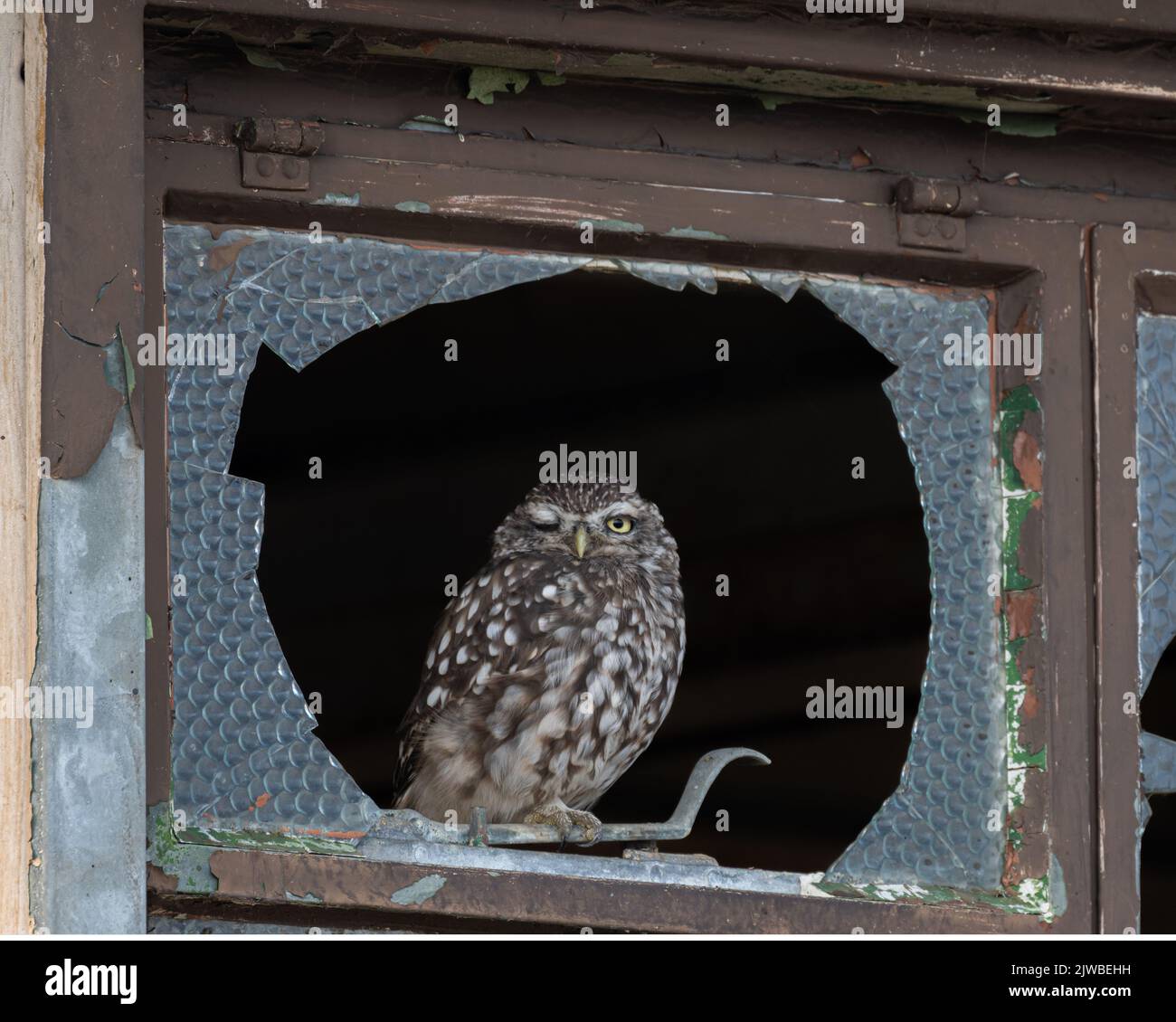 Die kleine Eule Athene noctua starrt aus einem kaputten Fenster auf einer alten RAF-Basis in North Norfolk, Großbritannien Stockfoto