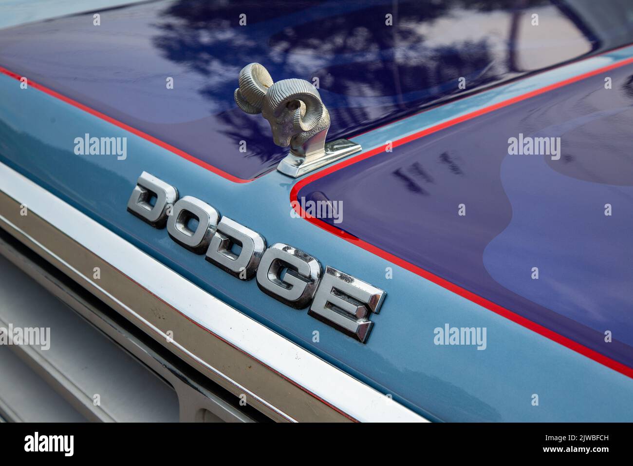 Ein Widderkopf Haube Ornament auf einem alten Dodge Pickup Truck. Stockfoto