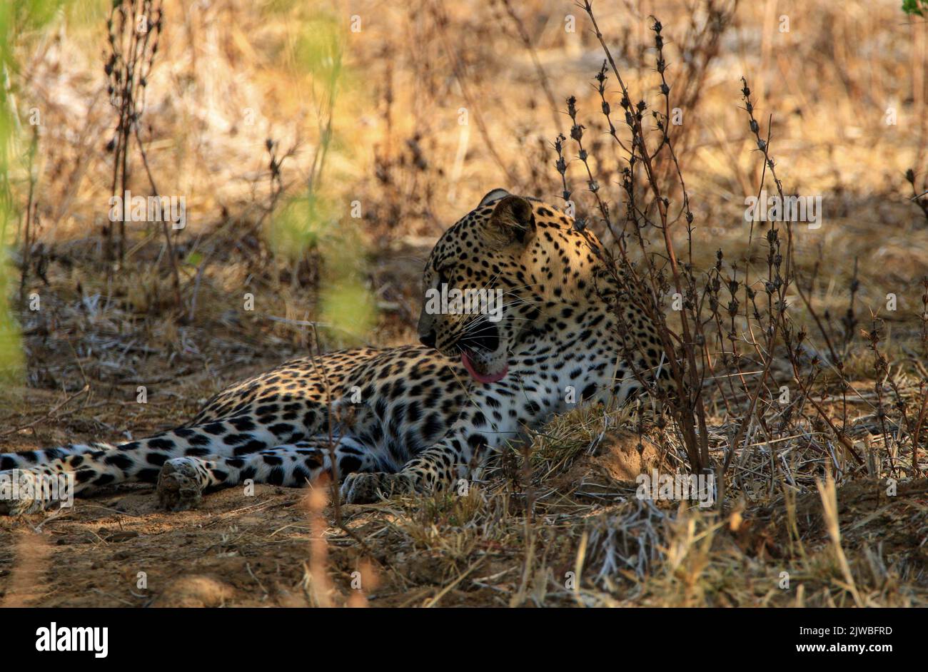 Leoparden von Sri Lanka Stockfoto