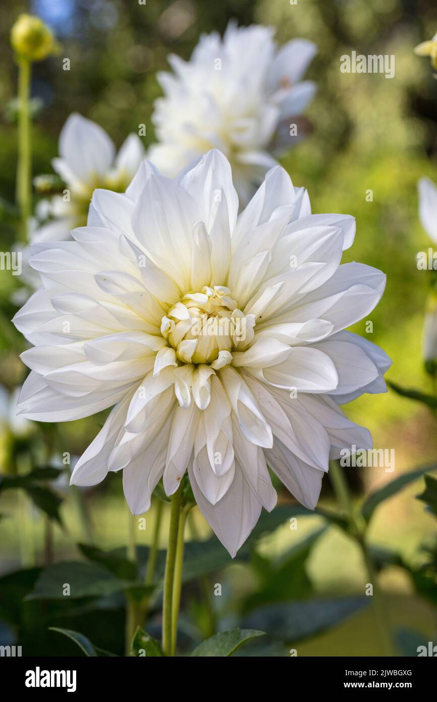 'White Perfection' formell Decorative Dahlia, Dekorativdahlia (Dahlia x Hortensis) Stockfoto