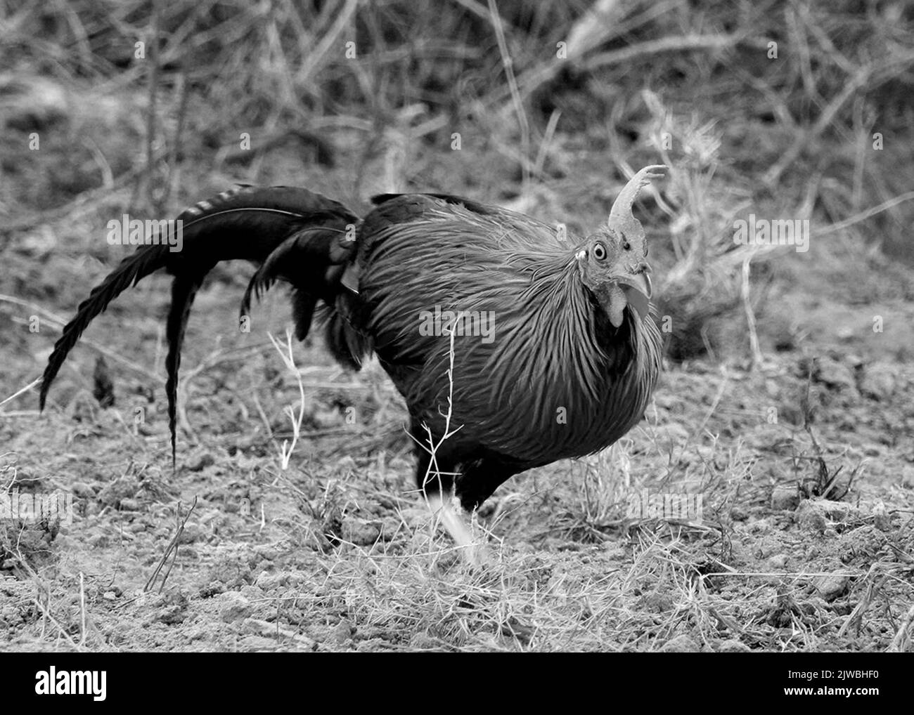 Vögel von Sri Lanka in der Wildnis Stockfoto