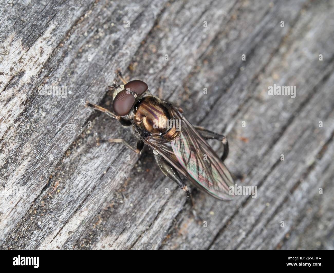 Makrofoto von Chalcosyrphus sp. Fliegen Sie auf einer Holzfläche Stockfoto