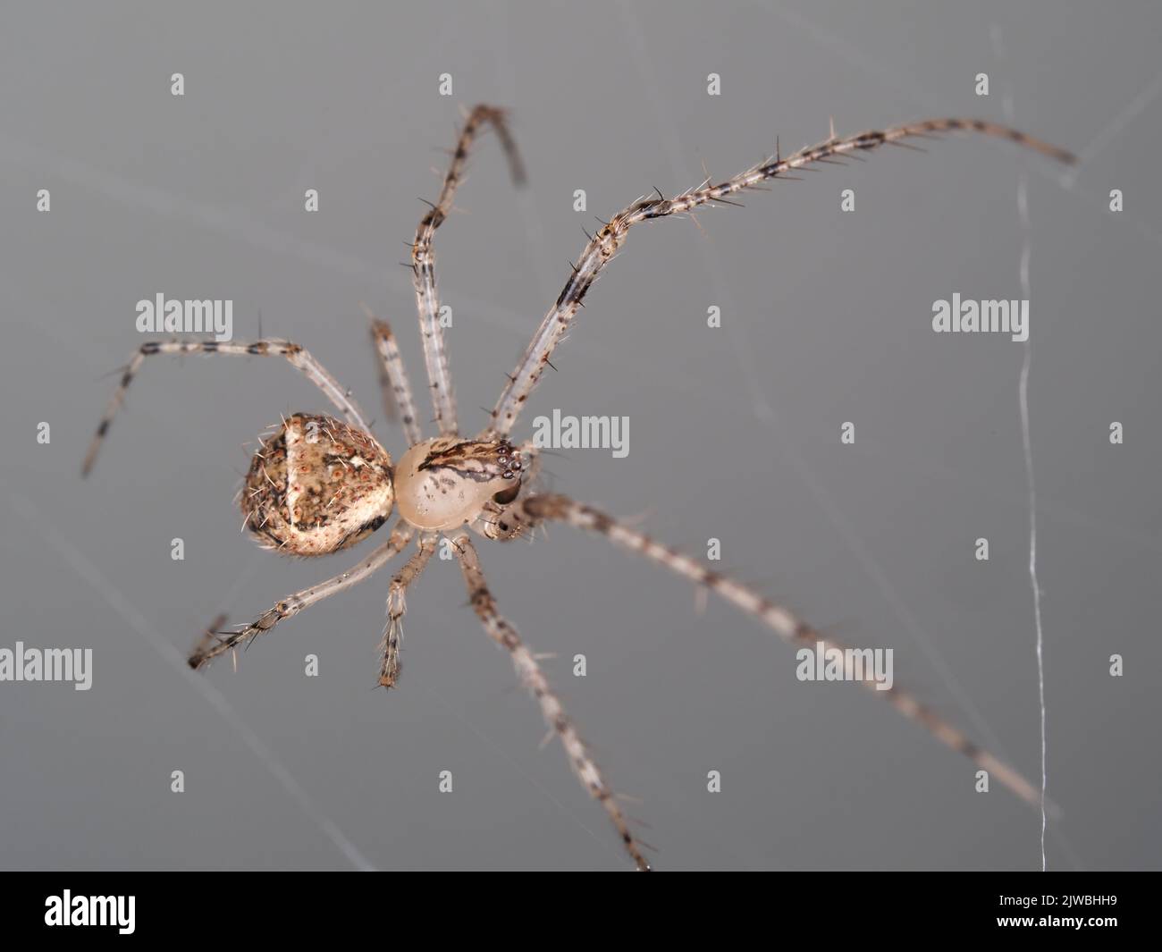 Eine Spinne, identifiziert als Mimetus eutypus Stockfoto