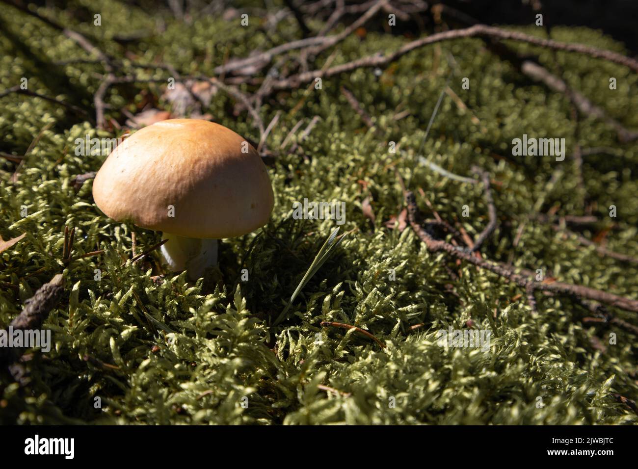 Ungenießbare Pilze an sonnigen Tagen. Schöne Nahaufnahme Stockfoto