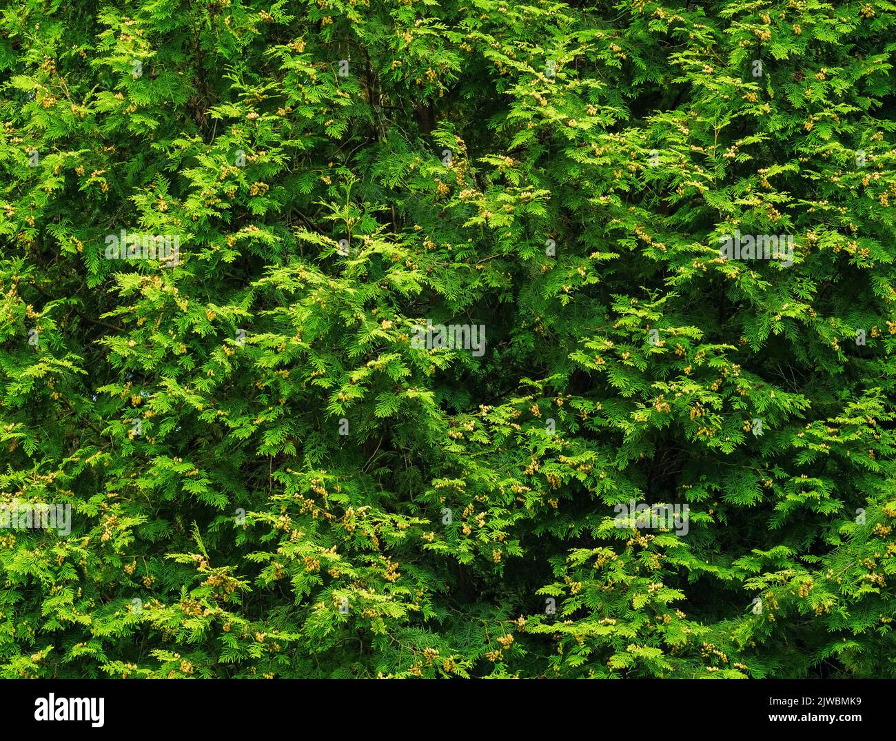 Thuja Grün mit grünen und braunen Knospen, als Hintergrund Stockfoto