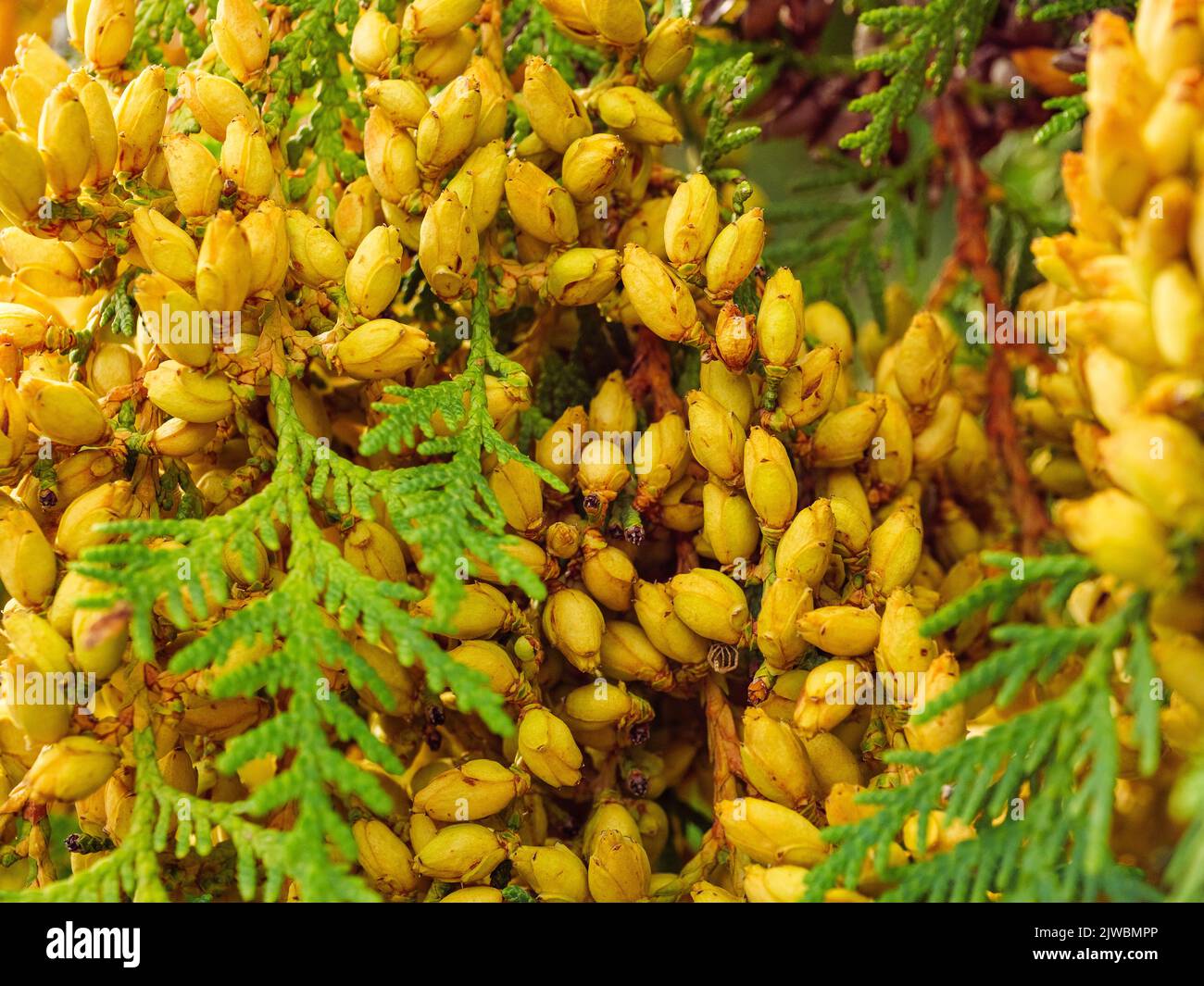zimmerpflanzen pflege palmen Große Yucca Palme kaufen – Green Me Up main image 0