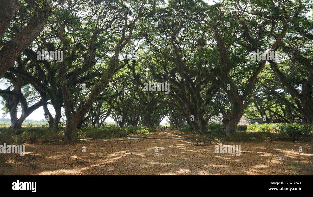 De Djawatan Forest in Banyuwangi, Ost-Java, Indonesien. Stockfoto