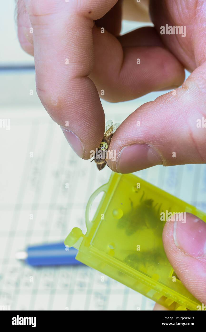 Bantin, Deutschland. 01. September 2022. Im Bantin Bienenhaus werden markierte Königinnen mit begleitenden Bienen für den Versand in Versandkäfige vorbereitet. Die kleinen Käfige werden per Umschlag geliefert. Die Imkerei Carnica verkauft pro Jahr über 1.500 Bienenköniginnen. Quelle: Ulrich Perrey/dpa/Alamy Live News Stockfoto