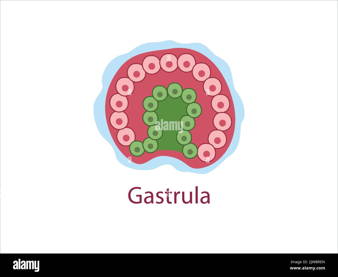 Gastrula. Die Zellen von Endoderm und Ektoderm. Das Stadium der Segmentierung einer befruchteten Eizelle. Entwicklung des menschlichen Embryos. Vektorgrafik medizinische Illustration Stock Vektor