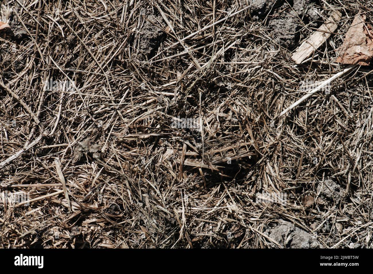 Nahaufnahme der Struktur von Dung und Kompost. Mit vielen trockenen Grashalmen und Zweigen gemischt. Harte, robuste Struktur. Stockfoto