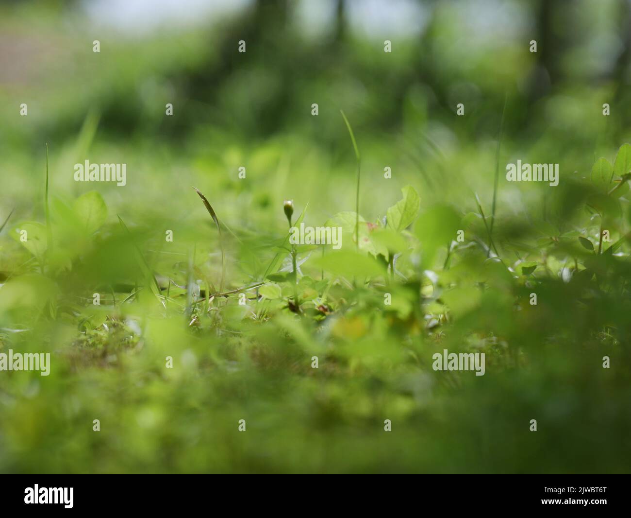 Das Unkraut schaut aus der Nähe, und es sieht sehr schön aus Stockfoto