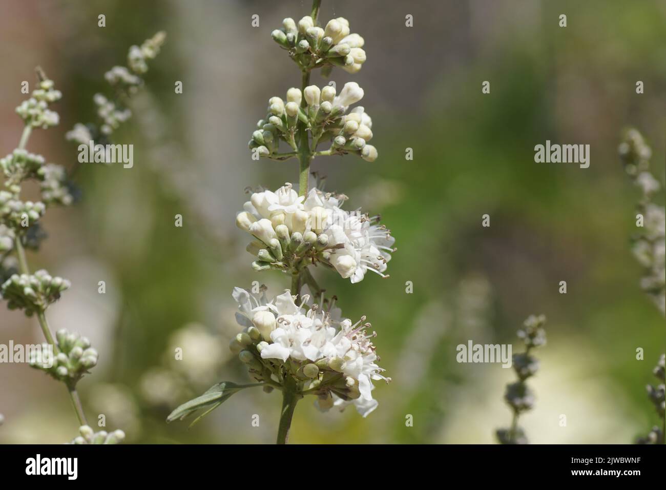 Nahaufnahme von weißen Blüten der Chasteberry, Abrahams Balsam, lila Chastetree, Mönchspfeffer (Vitex agnus castus 'Alba'). Familie Lamiaceae. Stockfoto