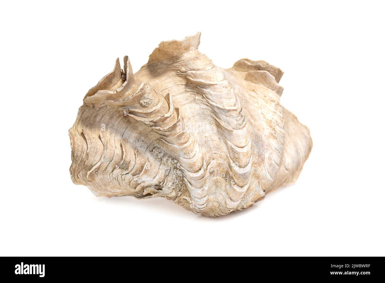 Abbildung der Krokus-Riesenmuschel (Tridacna crocea) auf weißem Hintergrund. Muscheln. Unterwassertiere. Stockfoto
