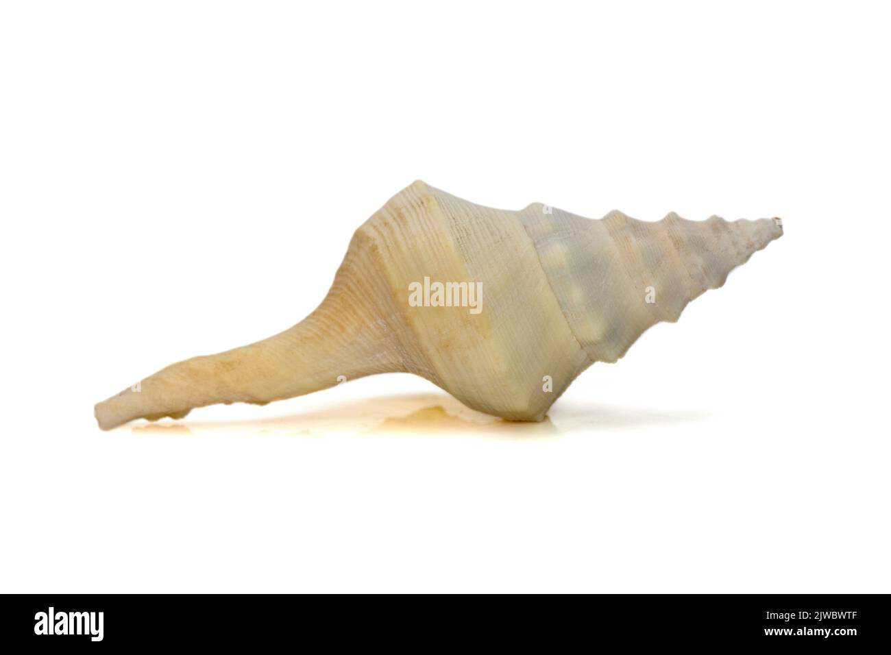 Bilder einer weißen Muschelschale auf weißem Hintergrund. Unterwassertiere. Muscheln. Stockfoto