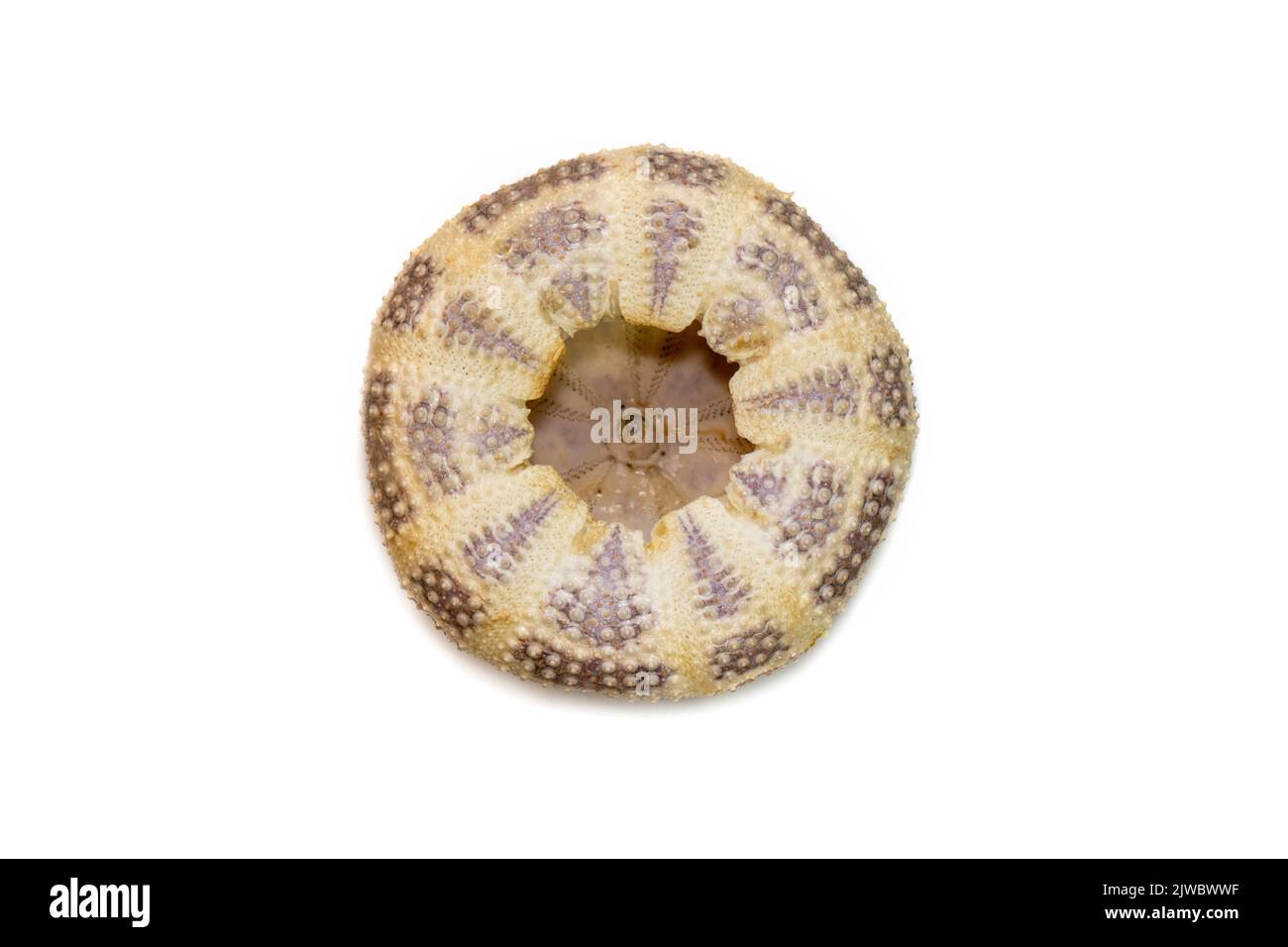Bild von Seeigel Shell auf weißem Hintergrund. Muscheln. Unterwassertiere. Stockfoto