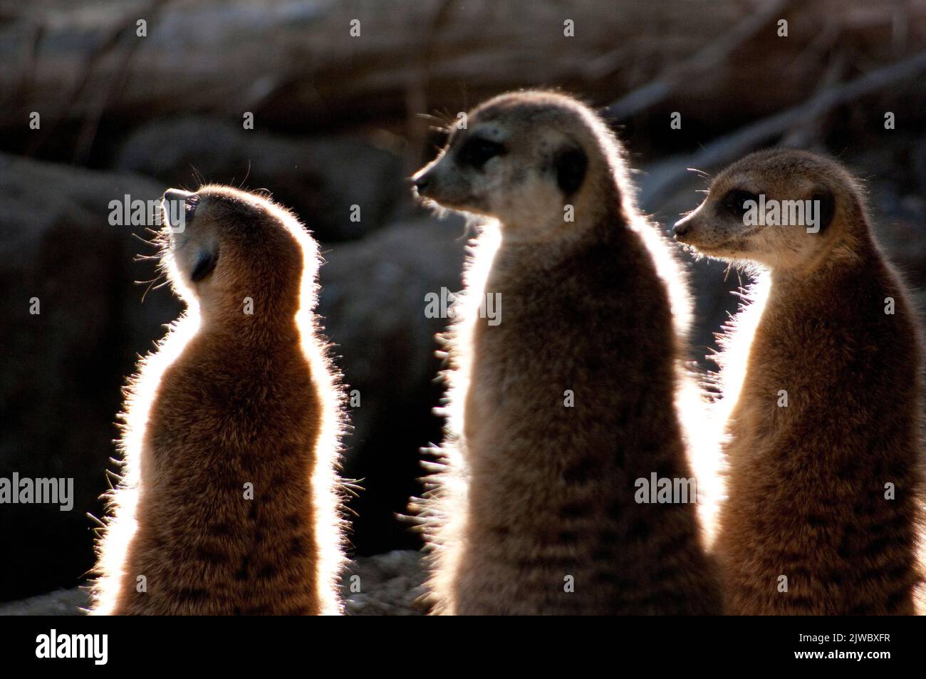 Eine Gruppe von Erdmännchen hinterleuchtete Lichteffekte Stockfoto